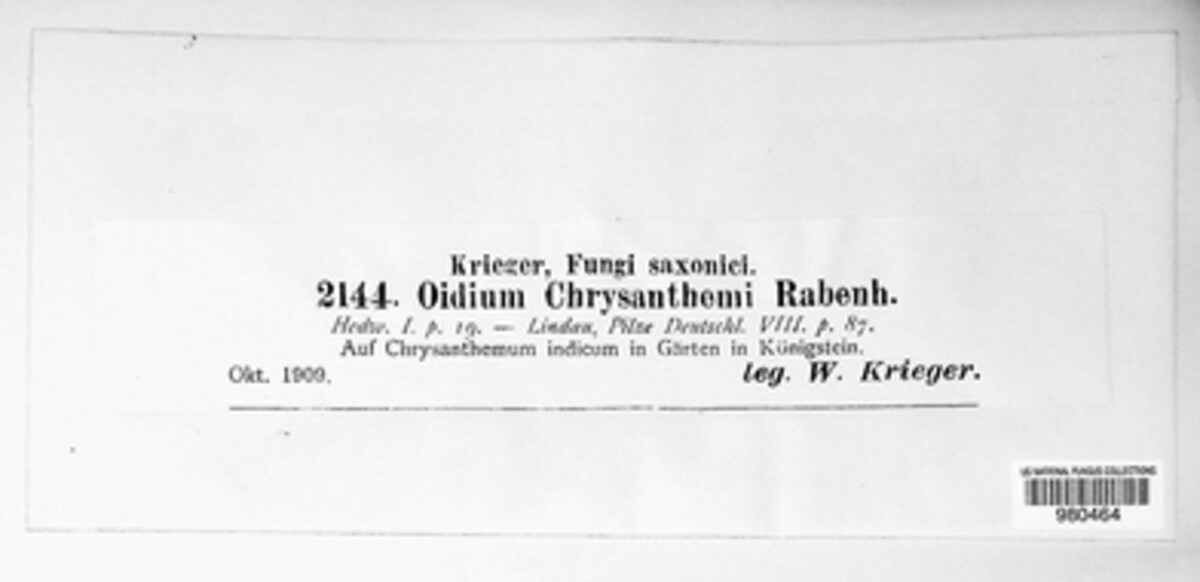 Golovinomyces chrysanthemi image